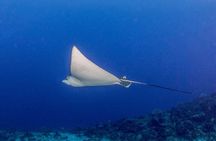 PADI Open Water Diver Course in the Riviera Maya 