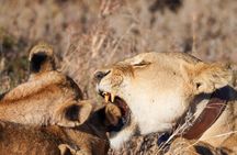 5-Day Private midrange Tour in Arusha with Airport Pickup