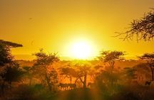 5-Day Private midrange Tour in Arusha with Airport Pickup