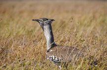 5-Day Private midrange Tour in Arusha with Airport Pickup