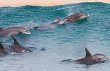 Jozani Forest & Dolphin Swimming Full day Tour - Zanzibar