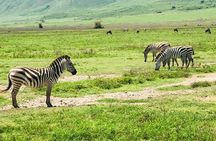 Ngorongoro Crater Day Trip
