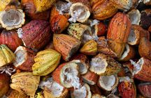  Chocolate Tour in Bribri Indigenous Area & Cahuita National Park