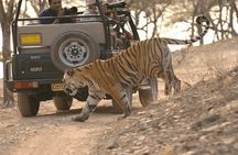 2-Days Ranthambore Safari Tour Frm Jaipur with Delhi / Agra / Jaipur drop