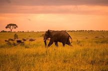 2-Day Private Tour in Masai Mara with Pick Up