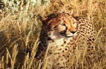 2-Day Private Tour in Masai Mara with Pick Up