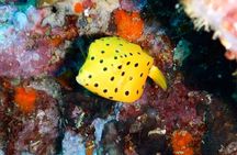Diving Tour for Certified Divers: Sail Rock or Koh Tao
