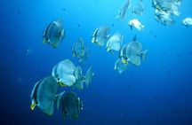 Diving Tour for Certified Divers: Sail Rock or Koh Tao