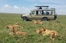4 DayTanzania Great Wildebeest Migration Tour inside Serengeti