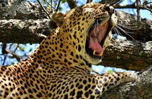 5-Day Northern Tanzania Safari Tour from Arusha