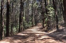 Day Trip to Menagesha Suba Forest from Addis Ababa