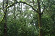Day Trip to Menagesha Suba Forest from Addis Ababa