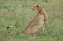 3 Days Tanzania Safari Tarangire, Manyara, & Ngorongoro Crater.