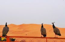 Top premium Desert safari with BBQ DINNER