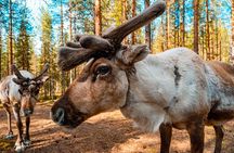 Highlights of Rovaniemi Day Tour - Summer