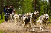 Highlights of Rovaniemi Day Tour - Summer