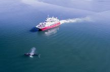 Whale Watching from the Heart of Akureyri