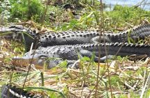 2-Hour Guided Segway Tour of Huntington Beach State Park in Myrtle Beach