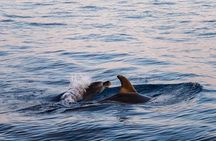 Cinque Terre Sunset Boat Tour Experience