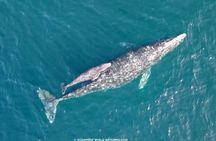 Shared Two-Hour Whale Watching Tour from Oceanside