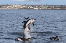 Shared Two-Hour Whale Watching Tour from Oceanside