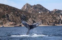 2 Tank Combo Cabo Reserve & Corridor, certified divers with MANTA