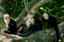 Manuel Antonio National Park Guided Walk
