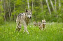 Yellowstone and Grand Teton National Parks Wildlife Adventure