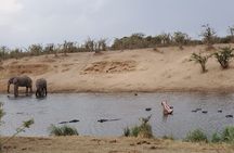 Full Day Kruger National Park Game Drive