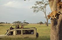4 Day Great Migration Safari Serengeti & Ngorongoro Crater 