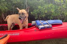 Key West Mangrove Kayak Eco Tour 