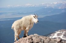 Mount Blue Sky Alpine Summit & Red Rocks Tour from Denver