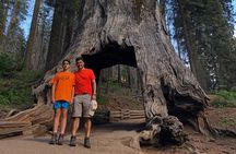 One Day In Yosemite Private Tour:Yosemite Valley, Glacier Point & Giant Sequoias
