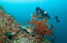 Scuba Diving Puerto Vallarta Undersea Arcos or Marietas