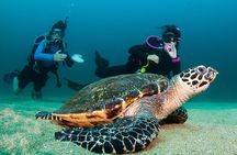 Scuba Diving Puerto Vallarta Undersea Arcos or Marietas