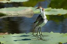 Corroboree Billabong 2.5 hour Lunch Cruise