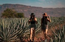 Vip Tequila Experience