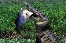 Corroboree Billabong 2.5 hour Lunch Cruise
