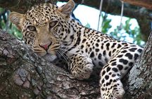  Discover Our Best 4 Day Serengeti Migration Safari From Mwanza