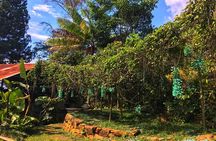 Admission to Andoke Butterfly Center in Cali with Release Ritual