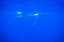 5h Respectful whale excursion complete