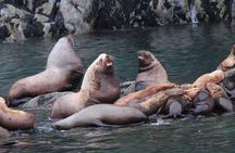 Meares Glacier Cruise Excursion from Valdez