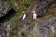 Meares Glacier Cruise Excursion from Valdez