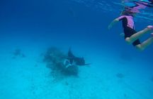 Reef Discovery Private Full Day Lagoon Tour & Motu Lunch