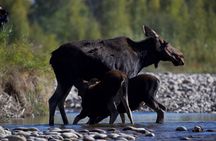 The Premier Wildlife Tours in Rocky Mountain National Park