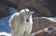 The Premier Wildlife Tours in Rocky Mountain National Park