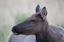 The Premier Wildlife Tours in Rocky Mountain National Park
