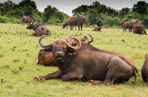 Lake Nakuru Day Trip