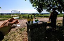 Discovery by bike & Tasting in the vineyards