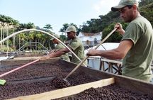 Rural Coffee Farm Tour with Breakfast & Lunch - Roasting & Tasting Experience